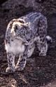 SnowLeopard1